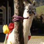 Verschenke eine Lama Begegnung