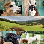 Impressionen vom Hof